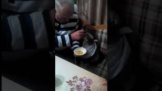 Хозяин кормит своего кота с ложечки))) Хозяин кормит своего кота с ложечки)))