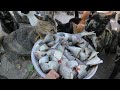 Cats eat fish - Kitten eat fish - Many Cats eating raw fish | The Gohan Dog And Cats