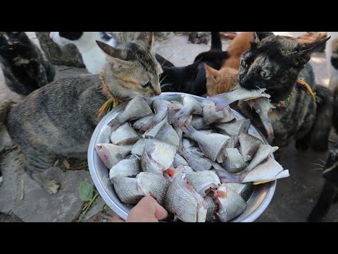 Many Cats eating raw fish | The Gohan Dog And Cats