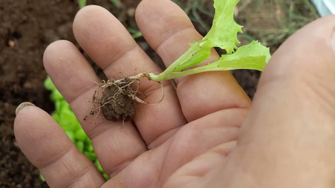 Najbolji način sadnje i uzgoja jesenjo-zimske zelene salate