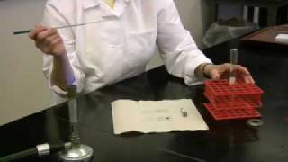 Negative Staining