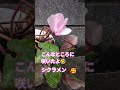 貰い種のシクラメン
