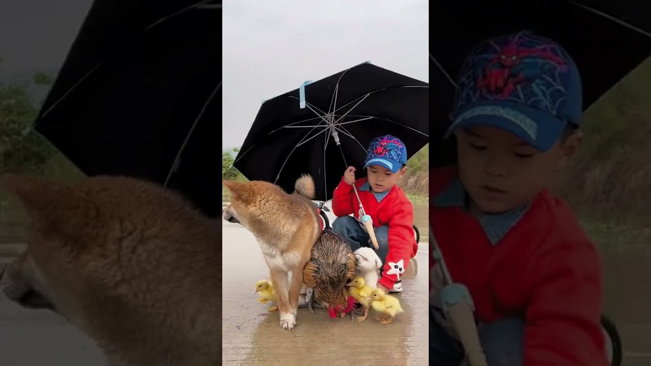 Funny Animal Videos 2Q22 Part1 