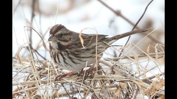 Song Sparrow Identification Example