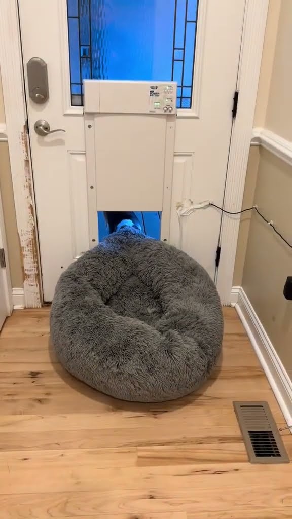 Beagle Dog Tries To Sneak Bed Outside || ViralHog