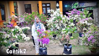 Download Lagu Stok Bougenvile dan Tanhis lainnya Cantik2 Seger2 Mumer MP3 Download Lagu Stok Bougenvile dan Tanhis lainnya Cantik2 Seger2 Mumer MP3