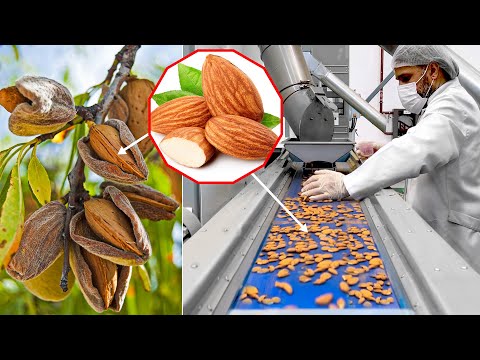 How Are Almonds Grown And Harvested? You Haven't Seen So Many Fresh Almonds