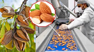 How Are Almonds Grown And Harvested? You Haven't Seen So Many Fresh Almonds Yet! screenshot 4