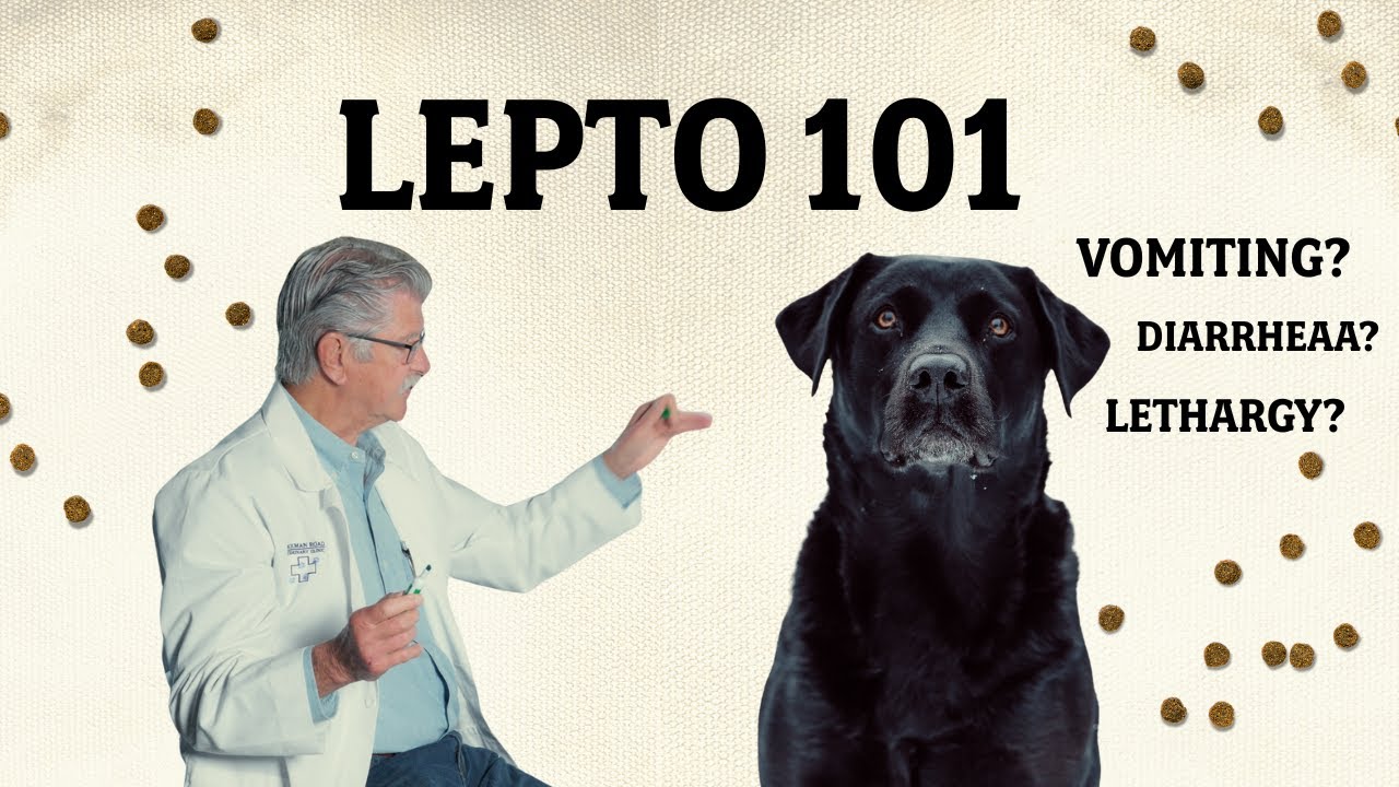 What Is Lepto in Dogs? Risks, Symptoms, and Why Vaccination Matters