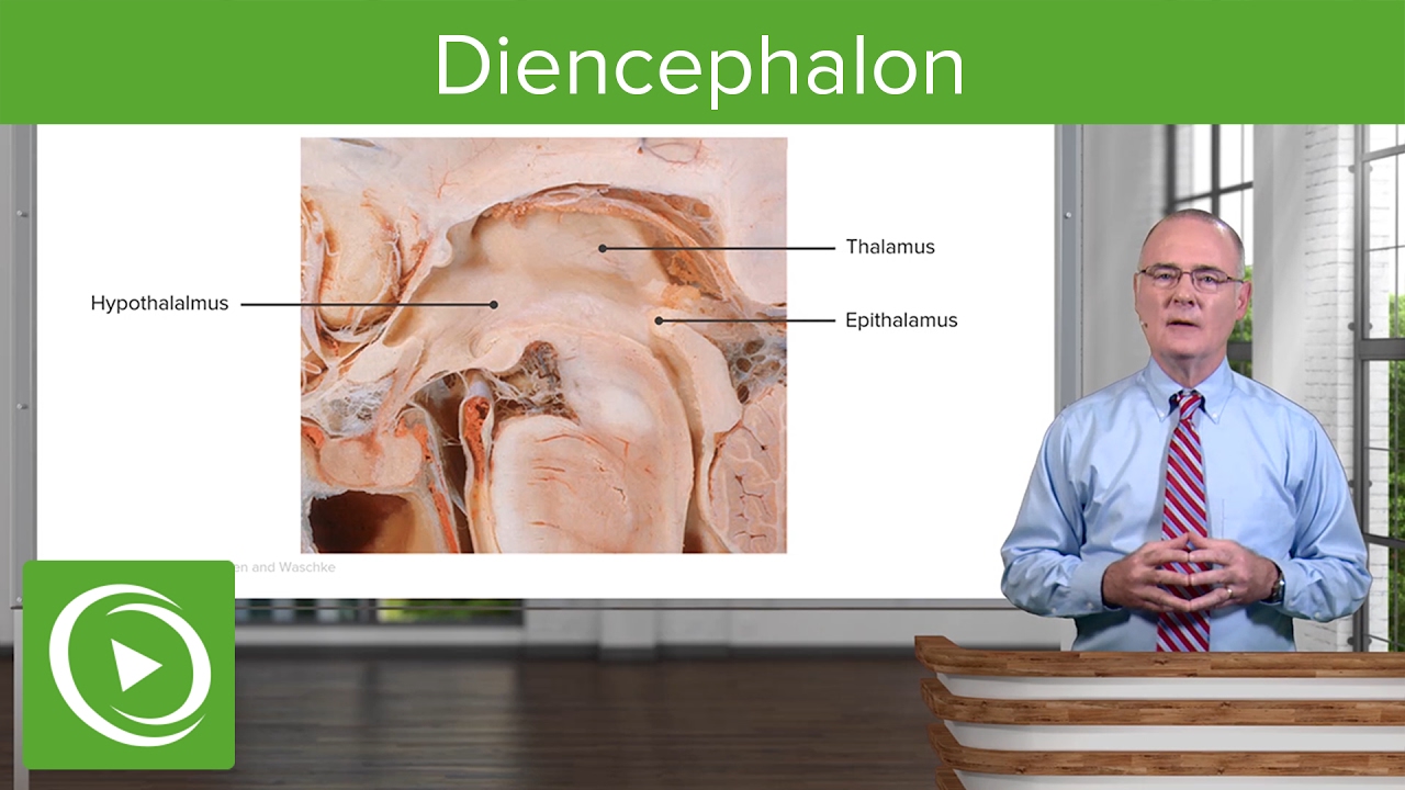 ⁣Diencephalon: Components & Structure – Brain & Nervous System | Lecturio