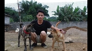 民间传下来的选狗好方法小莫教你记住这几招就能挑到好田园犬