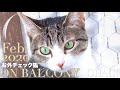 お外チェック猫 【暖冬2020】
