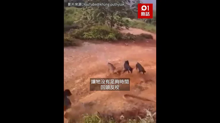 5只狗组队激战“世界最毒眼镜王蛇”　2分钟赌命生死斗　结局惨烈 - 天天要闻