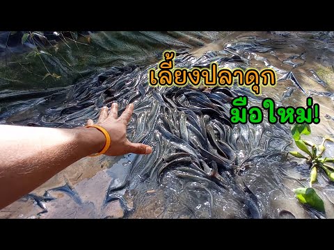 อยากเลี้ยงปลาดุกใหม่_ควรรู้ | ความพอเพียง เลี้ยงปลาดุกในสวนหลังบ้าน สร้างแหล่งอาหาร