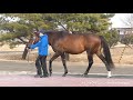 メイショウサムソン(Meisho Samson) - イーストスタッド種牡馬展示会2020