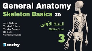 مقدمة في تشريح الهيكل العظمي بالكامل  | Skeleton Anatomy Overview | 3