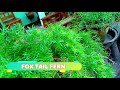 ORNAMENTAL PLANTS IN THE PHILIPPINES | SHARING MY MOTHERS PLANTS | JUNEXBOY