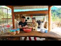 2 Husband And Wife Work Together To Earn A Living - Harvest Eggs Together On The Farm