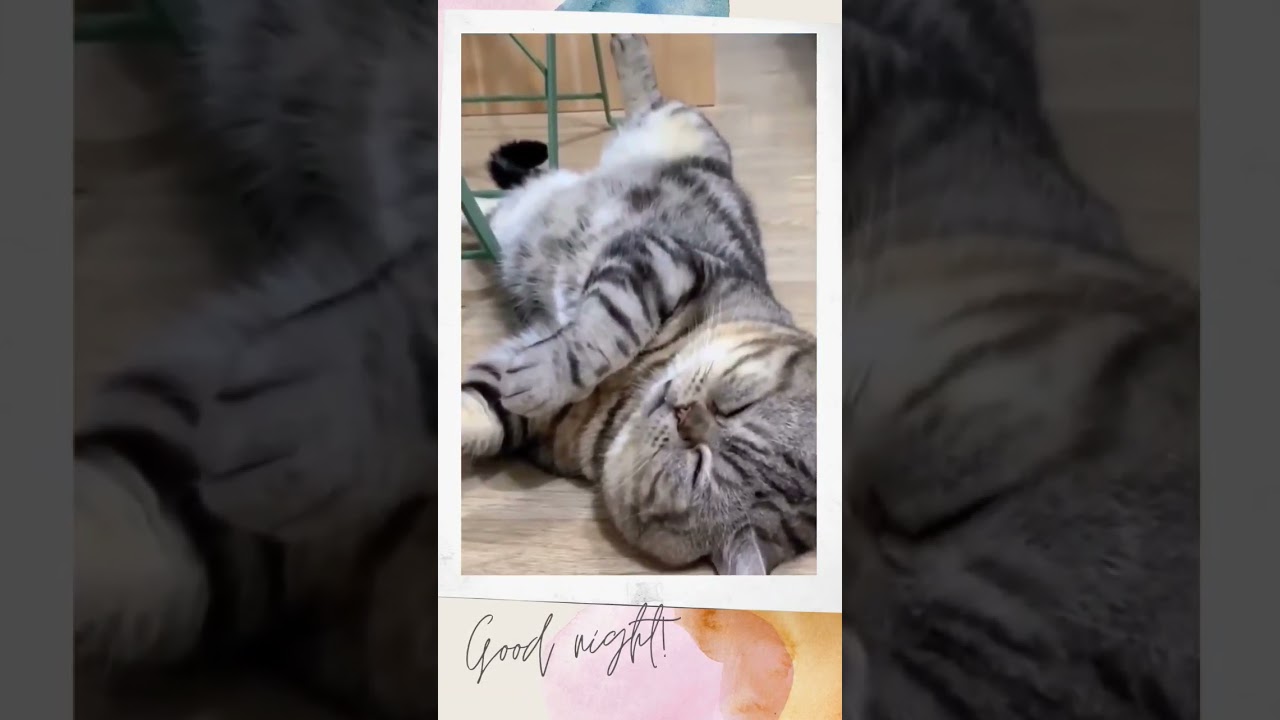 CUTE CAT TAKING A NAP!