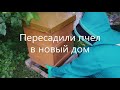 Переселение пчел в новый улей и переезд на новое место