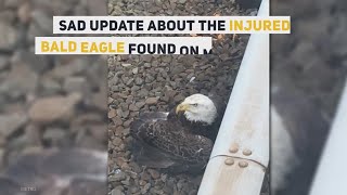 Injured bald eagle on Metro tracks had to be euthanized Profile