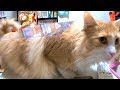 猫と下敷き!!  【POP】　PDS