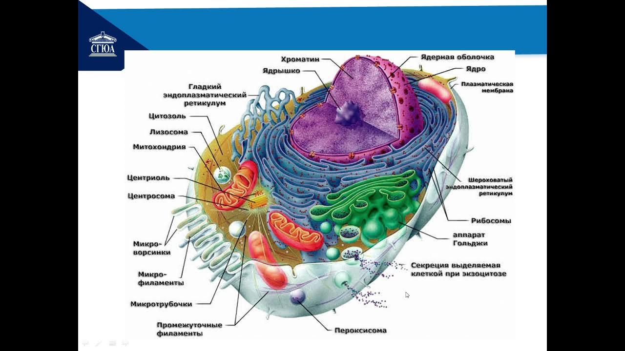 В состав эукариотической клетки входят. Строение эукариотической клетки 9 класс биология. Эукариотическая клетка рисунок. Строение эукариотической клетки в разрезе с подписями. Организационная диаграмма эукариотической клетки.