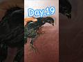 Starting a Poultry Farm Business with Just 100 Chicks | Day 19 | #vlog #minivlog #poultryfarming