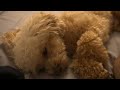 何も食べなくなりました。衰弱しきった愛犬の看病に努める独身男【気象病#1】【トイプードル】