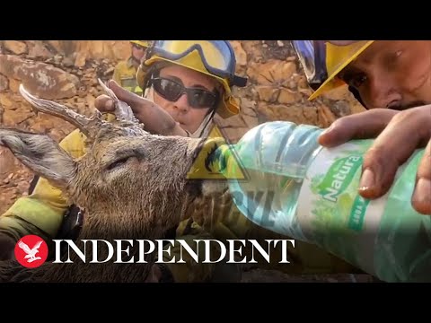 Tiny deer saved by firefighters battling wildfire in Spain