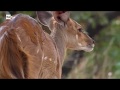 [Documentario] Icone del continente africano - ep. 1 - Le antilopi