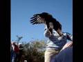 How to ID a Rough-legged Hawk