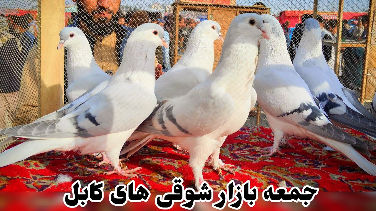 جمعه بازار شوقی های کابل افغانستان | Kabul Biggest Friday Pigeons Market | دریچه شوق 