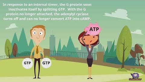 AP Biology Epinephrine Signal Transduction Pathway