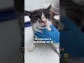 Please donate #viral #viralvideo #catsoftiktok #catsofinstagram #catsofyoutube #cat #rescue #petsub
