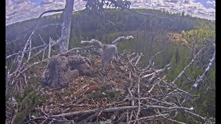 Jūras ērglis ~ Eagle Kills Baby Hawklet In Nest! WARNING Viewer Discretion Advised Graphic! 5.18.20