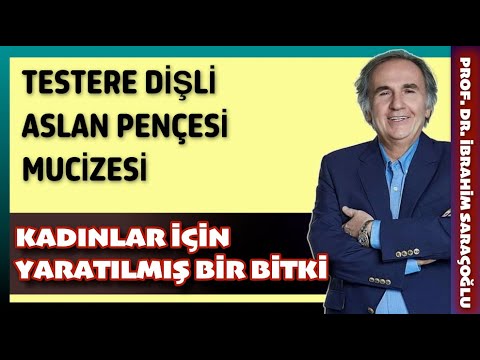 TESTERE DİŞLİ ASLAN PENÇESİ KADINLAR İÇİN YARATILMIŞ BİTKİ. #testeredişliaslanpençesi #aslanpençesi