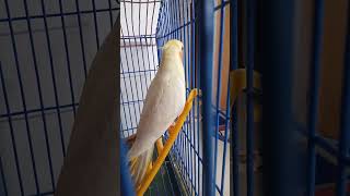 My new cockatiel baby (lisa) is trying to sing