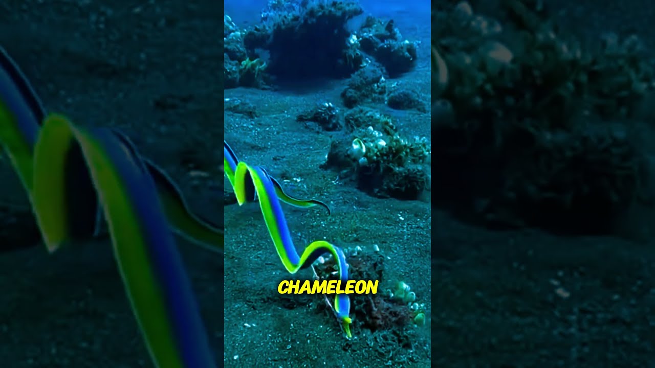  The Fish That Changes Gender Color Allah S Amazing Creation