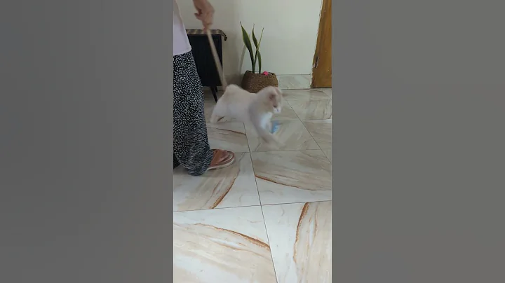 Video 11526291: britishlonghair cat, persian cat