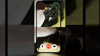 Это мой котенок по имени Гав💓😺А как у вас зовут того, кого ничего не смущает?...