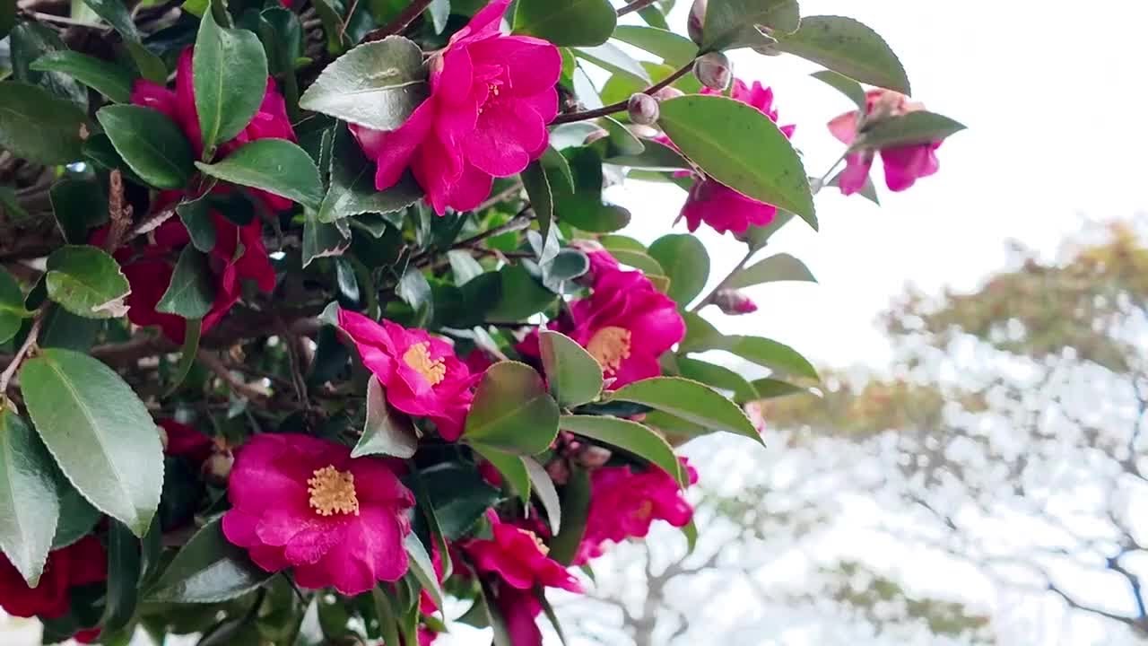 冬を彩るサザンカが見ごろ 野外彫刻と一緒に鑑賞をお勧め 尾道市「圓鍔
