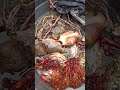 PANGINHAS #ytshorts #seafood #lamangdagat #kagana #islandlife