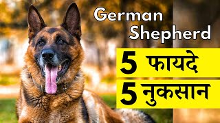 5 Problems and 5 Benefits of German Shepherd In Hindi | Pros and Cons of GSD by Vaibhav Dog's World 14,496 views 4 months ago 6 minutes, 51 seconds