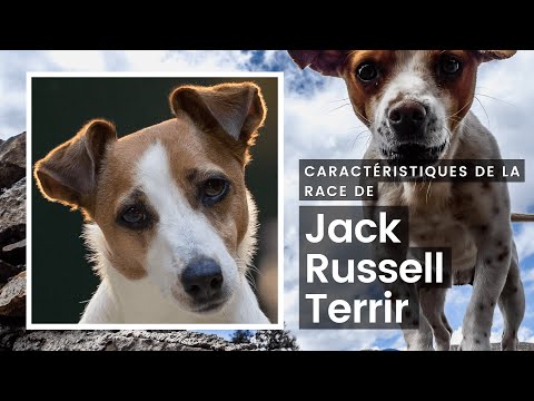 Vidéo: Terrier De Jouet Russe: Caractère Et Caractéristiques De La Race