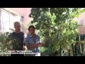 The BEST Las Vegas Backyard Garden - 5 AMAZING Plants for Desert Gardening The BEST Las Vegas Backyard Garden - 5 AMAZING Plants for Desert Gardening