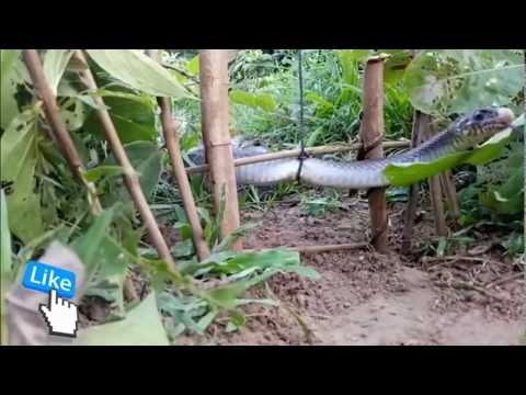 Video: Bagaimana untuk memikat ular?