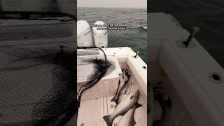 4 Fish at a Time