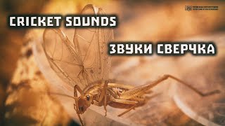 [ Звуки природы, АСМР ] Пение сверчка / Звуки сверчка / Cricket sounds / Трубачик // Clever Cricket