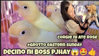 #eastern Sunday#Grotto petmarket #Decino ni boss pjhay Ang linis wow!😱🤩👍#corgie ni ate rose👍🤩 by jake ajusi 2,870 views 2 months ago 50 minutes